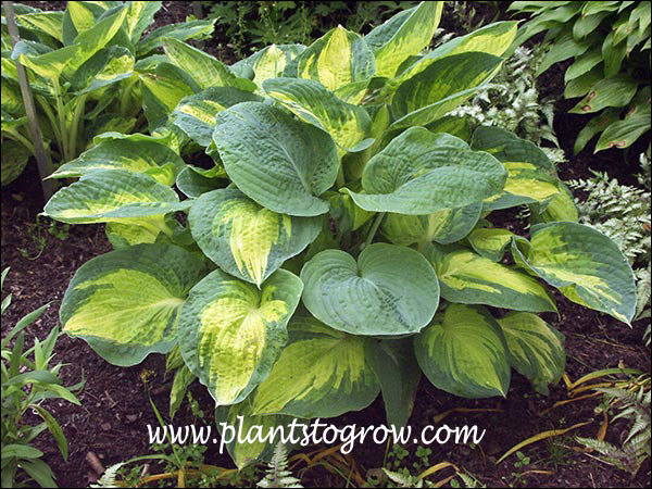 This plant has a few leaves reverting back to (H. sieboliana).  Probably should be removed.